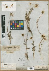 Image of Chrysanthemum sinuatum