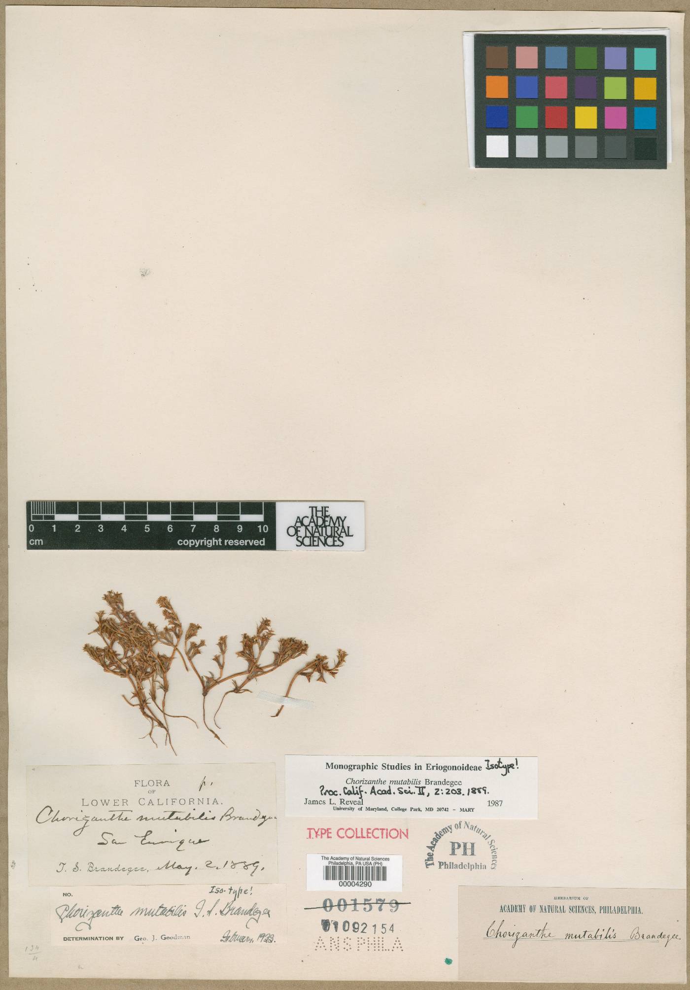 Chorizanthe mutabilis image