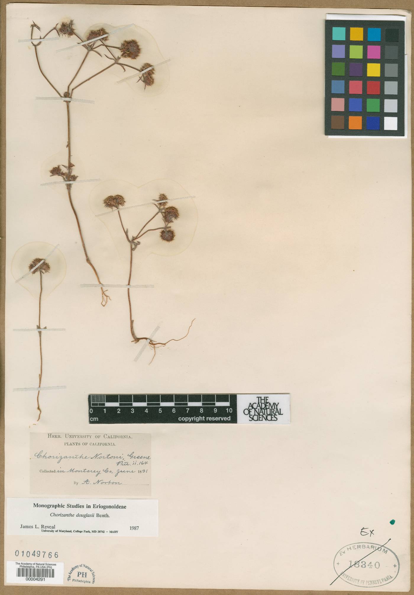 Chorizanthe nortonii image