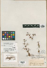 Chorizanthe perfoliata image