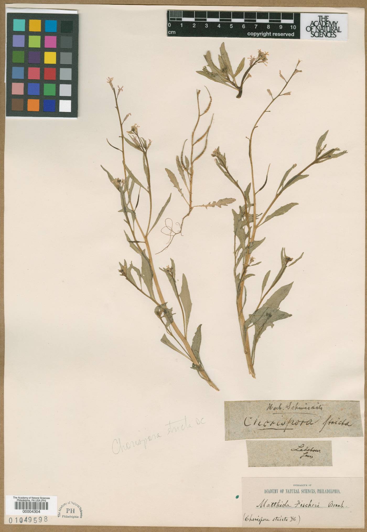 Diptychocarpus image