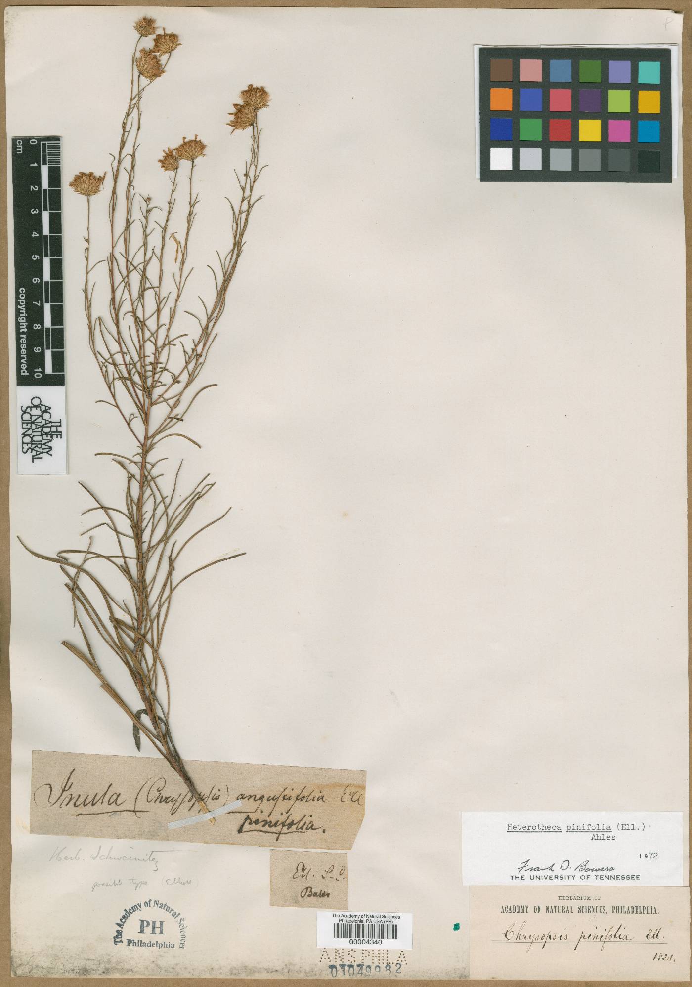 Chrysopsis pinifolia image