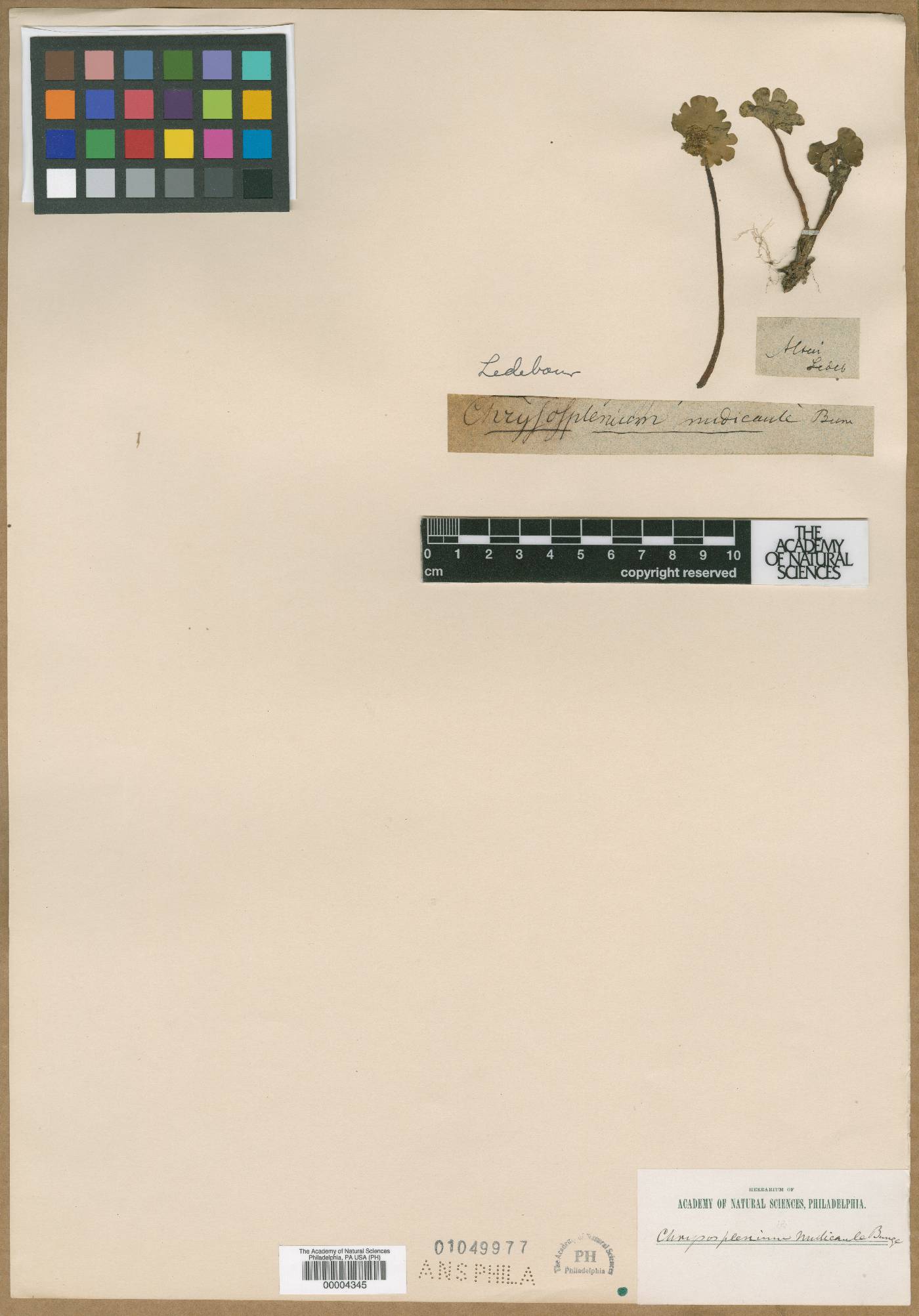 Chrysosplenium nudicaule image