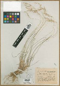 Arrhenatherum elatius image