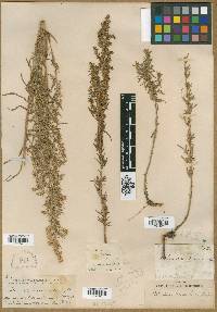 Artemisia cernua image