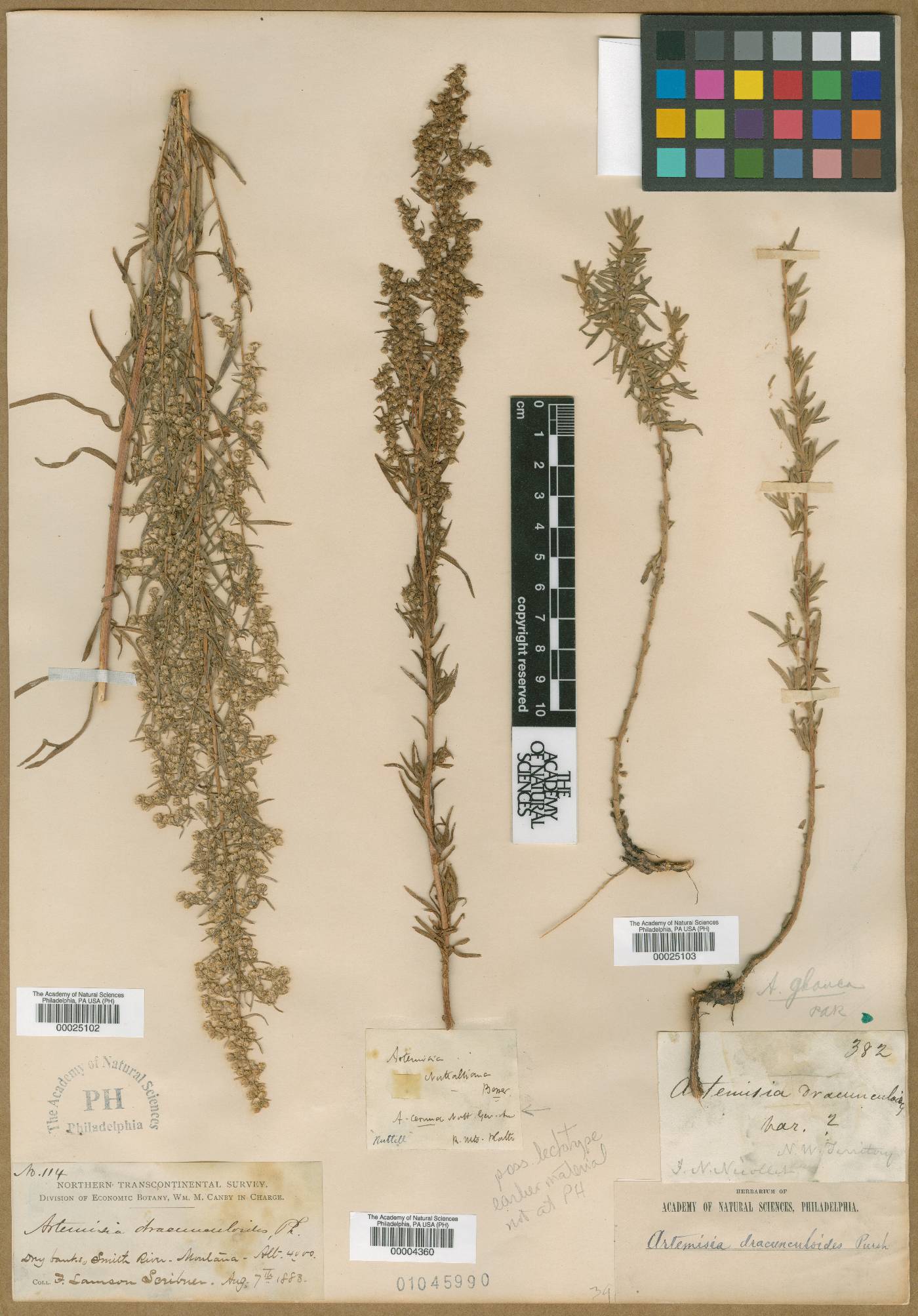 Artemisia cernua image