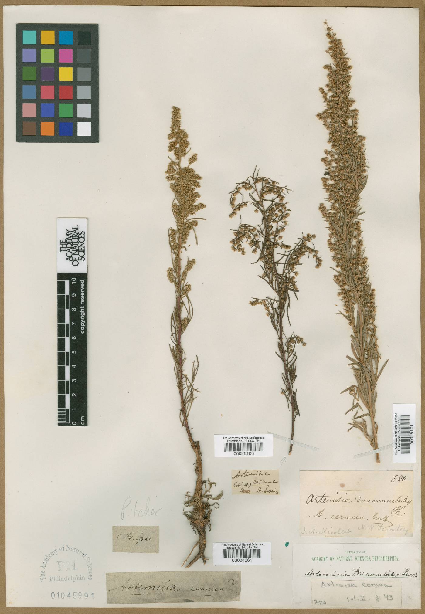Artemisia cernua image