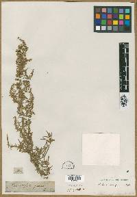 Artemisia glauca image