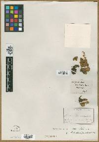 Artemisia granatensis image