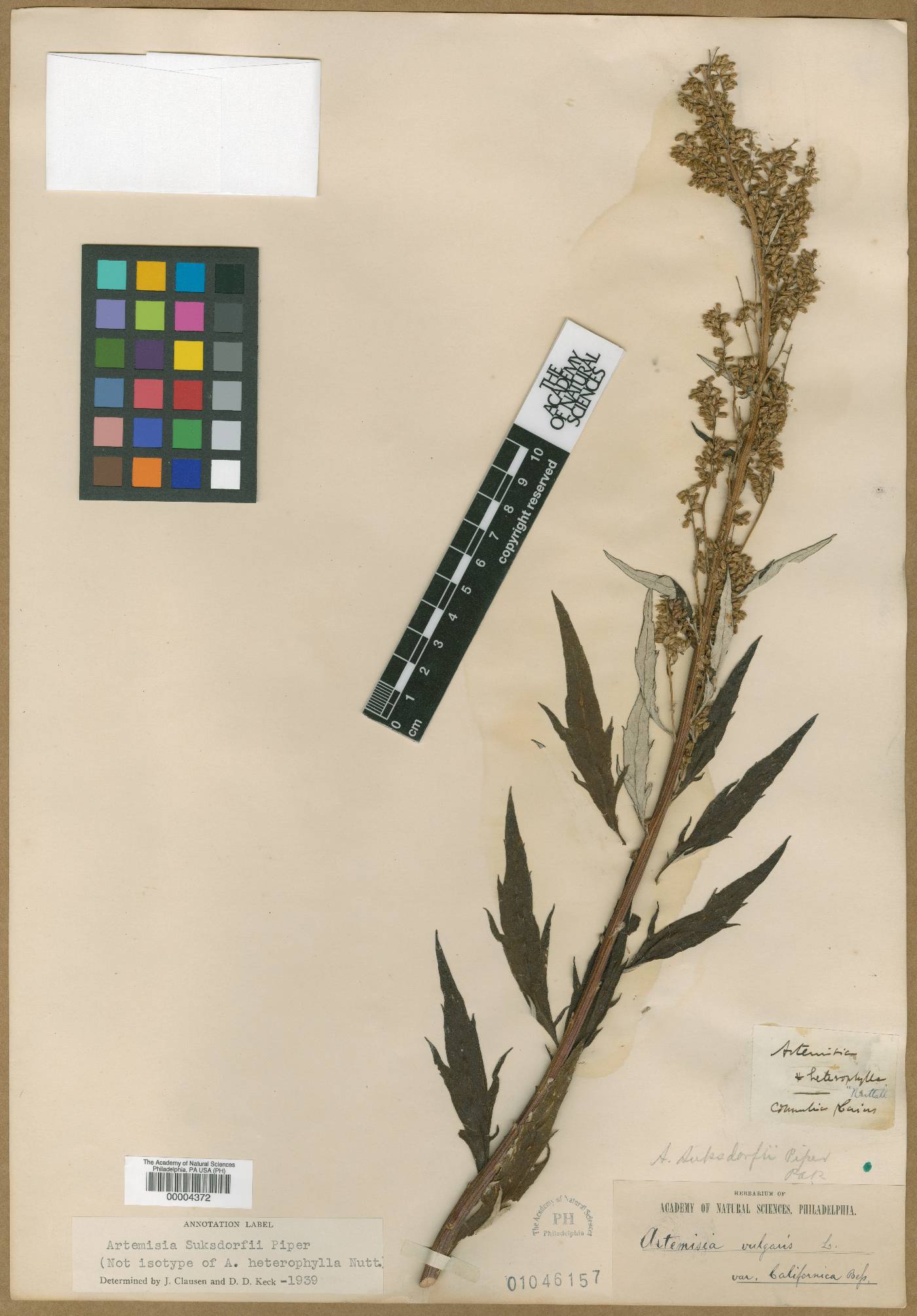 Artemisia heterophylla image