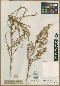 Image of Artemisia sericea