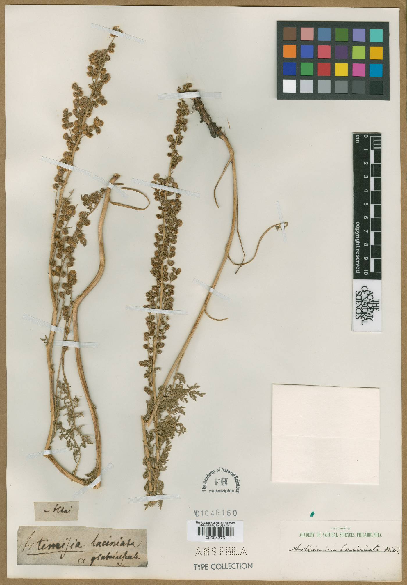 Artemisia tanacetifolia image