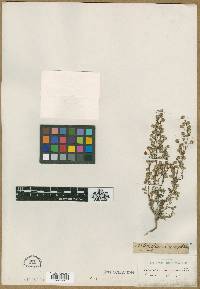Artemisia macrantha image