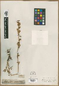 Image of Artemisia macrobotrys