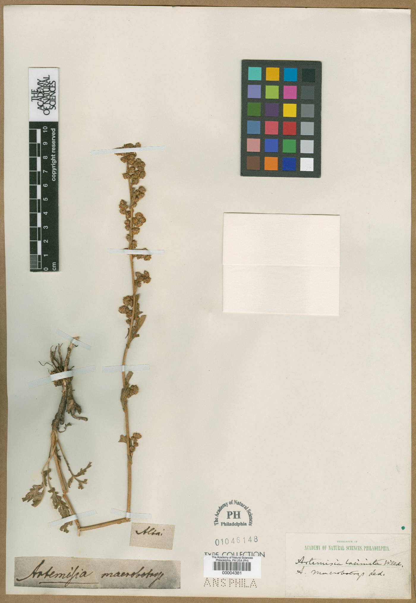 Artemisia macrobotrys image