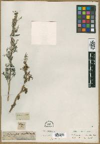 Image of Artemisia anethifolia