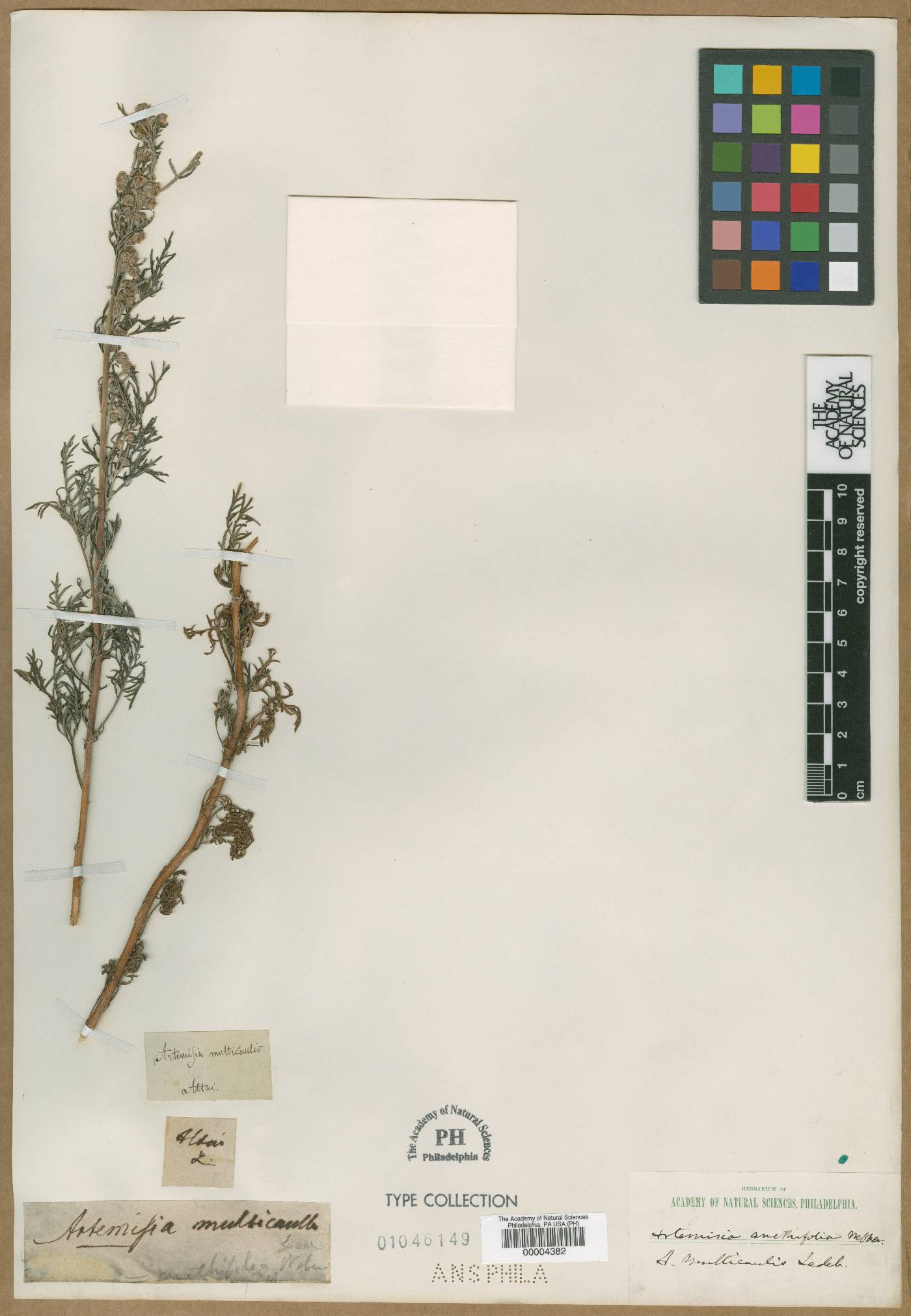 Artemisia anethifolia image