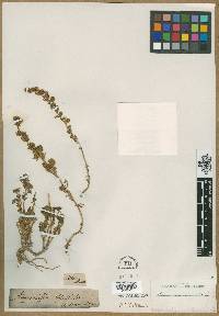 Artemisia obtusiloba image