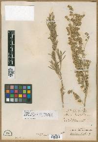 Artemisia parishii image