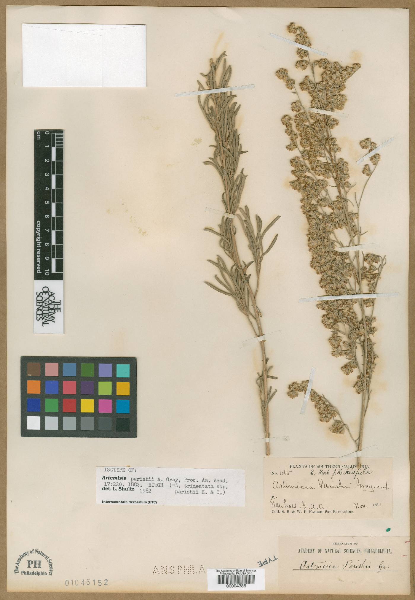 Artemisia parishii image