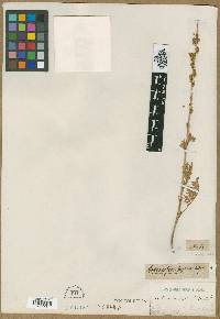 Image of Artemisia pycnorhiza