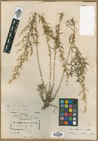 Artemisia redolens image