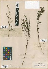 Iva angustifolia image