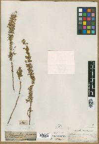 Image of Artemisia sacrorum