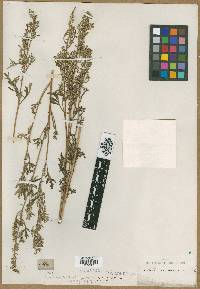 Artemisia sacrorum image