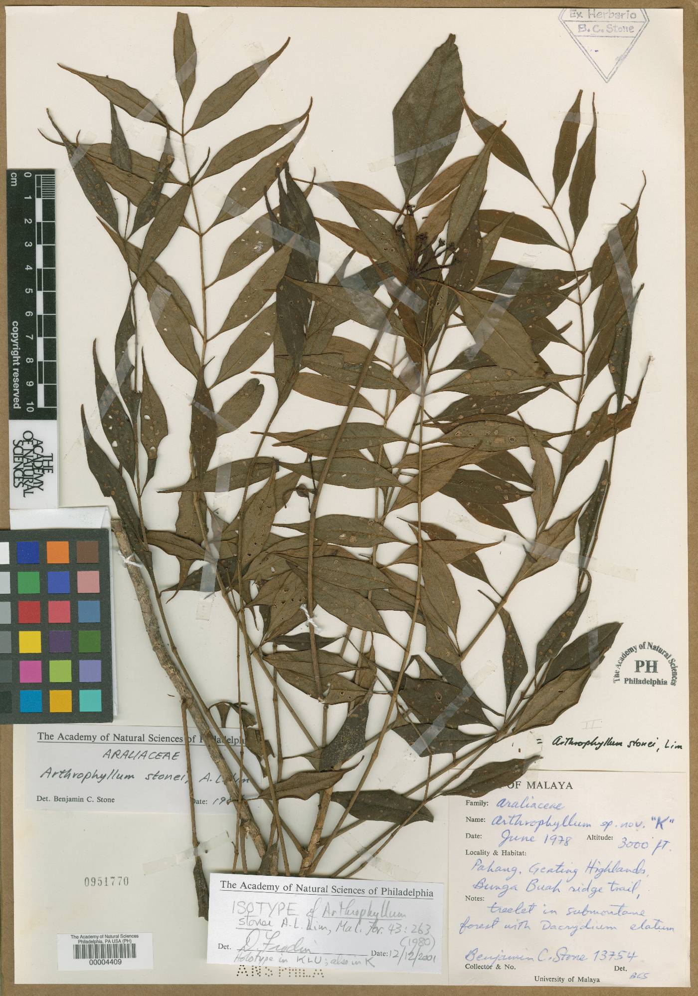 Polyscias stonei image