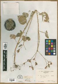Media resource of Arthrostemma alatum