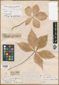 Image of Arum quinatum