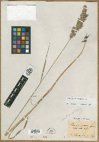 Image of Calamagrostis fibrovaginata