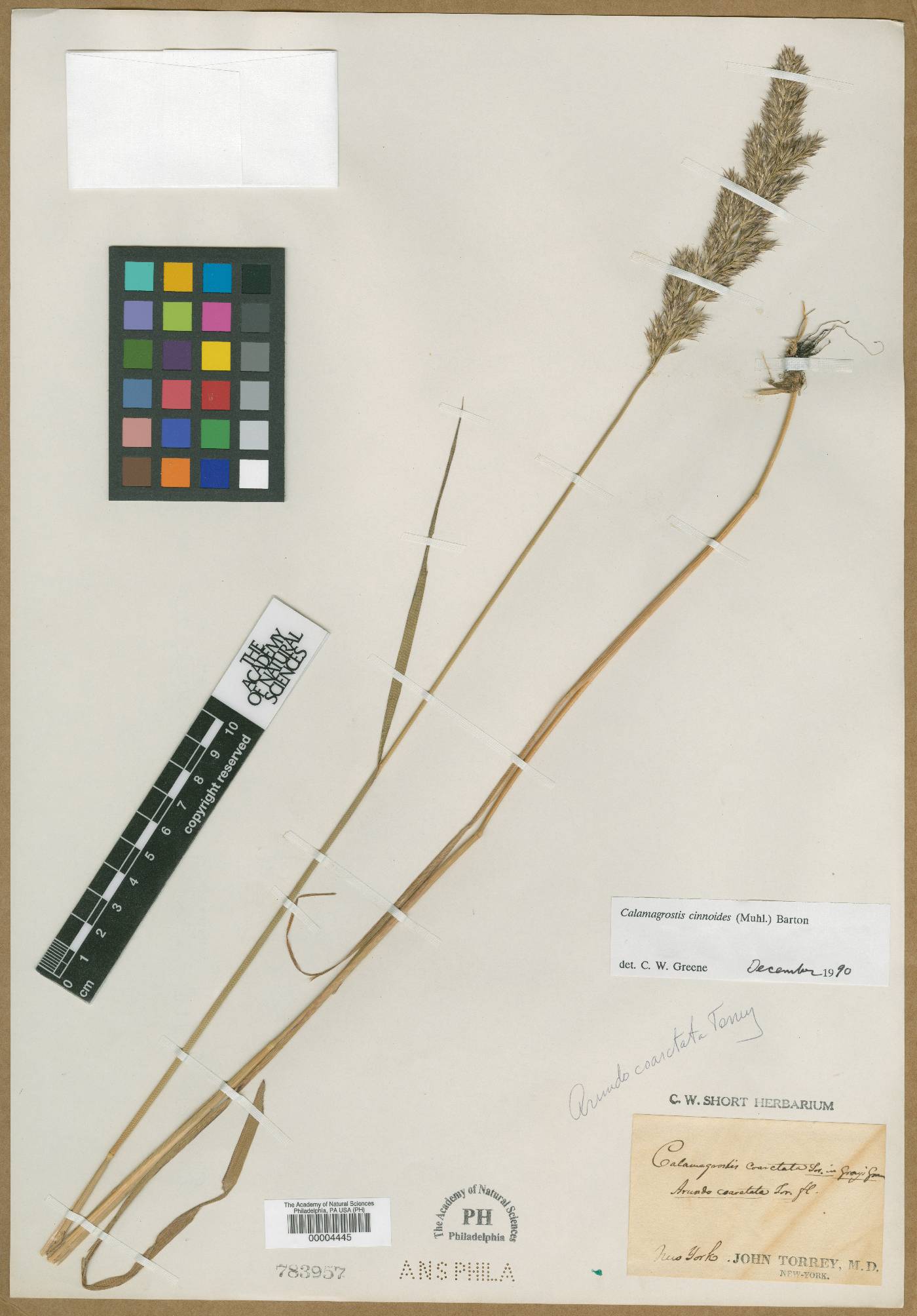 Calamagrostis fibrovaginata image
