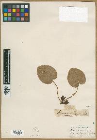 Image of Asarum cordifolium