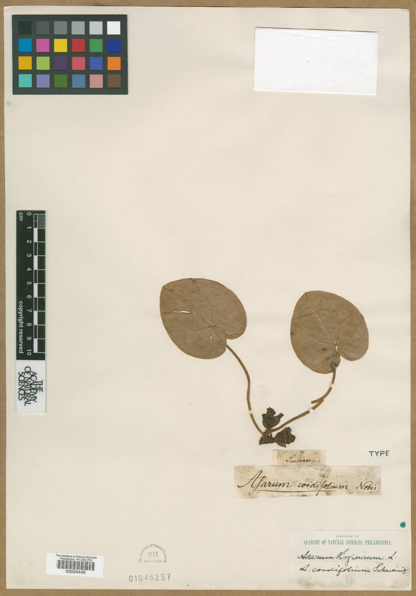 Asarum cordifolium image