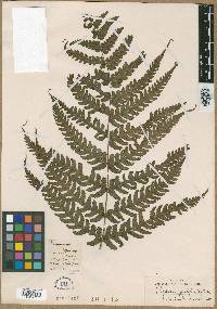 Deparia prolifera image
