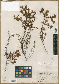 Ascyrum macrosepalum image