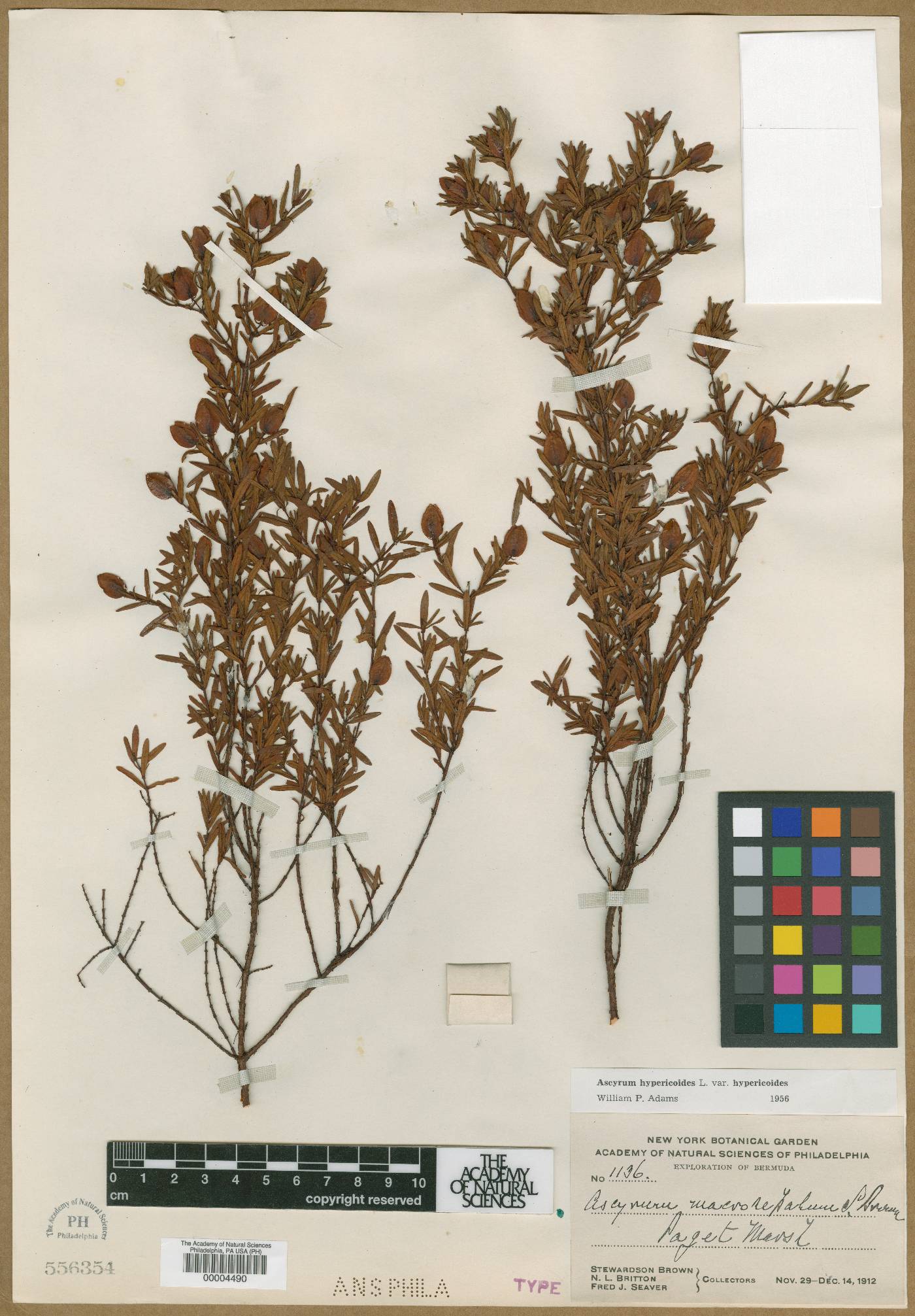 Ascyrum macrosepalum image