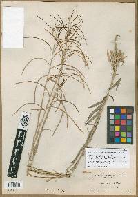 Arabis sparsiflora var. californica image