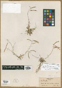 Arabis pendulina var. pendulina image