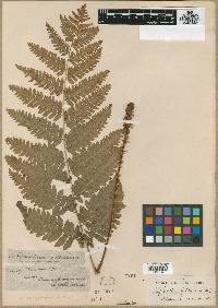 Dryopteris goldieana image