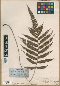 Steiropteris lonchodes image