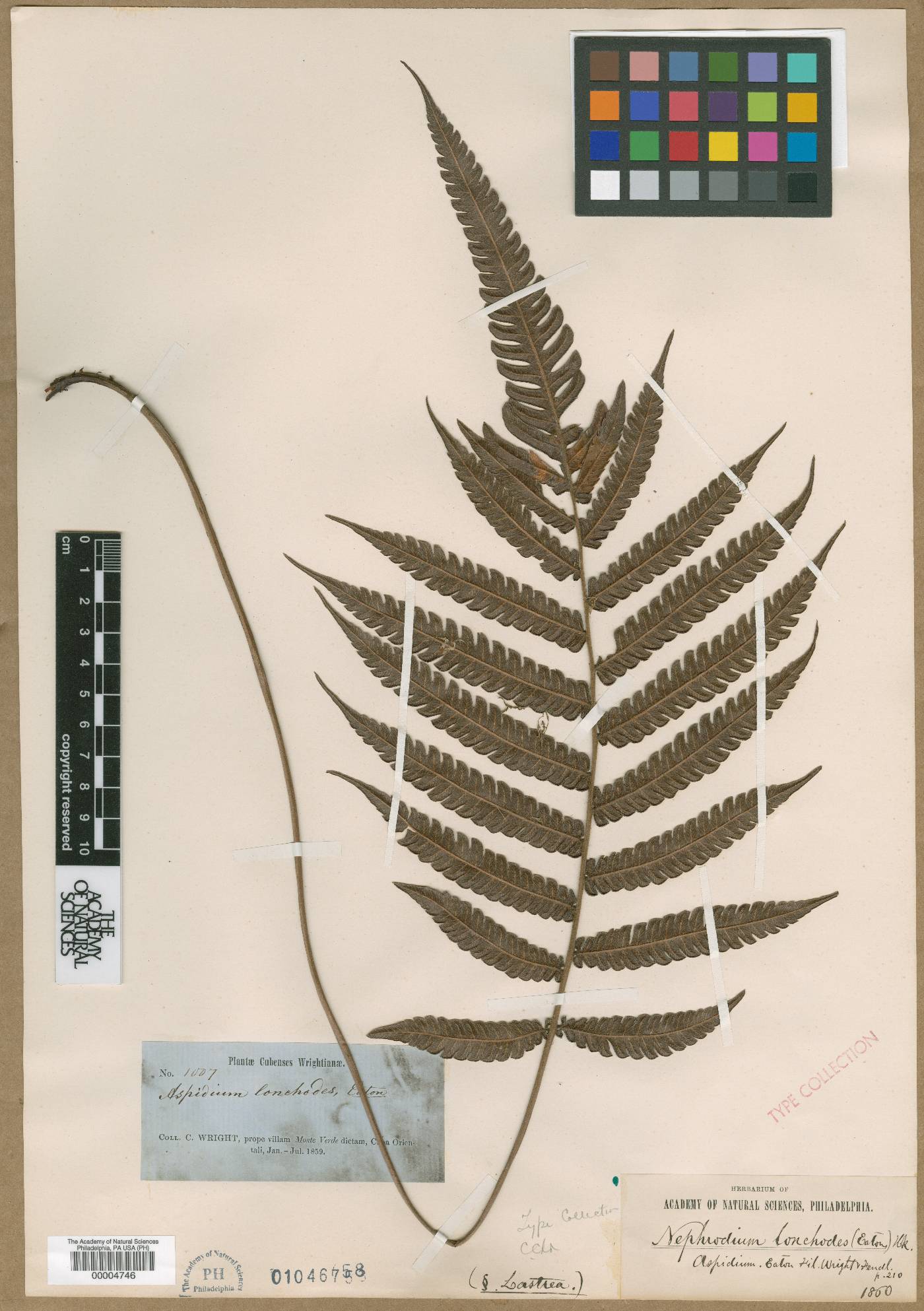 Steiropteris lonchodes image