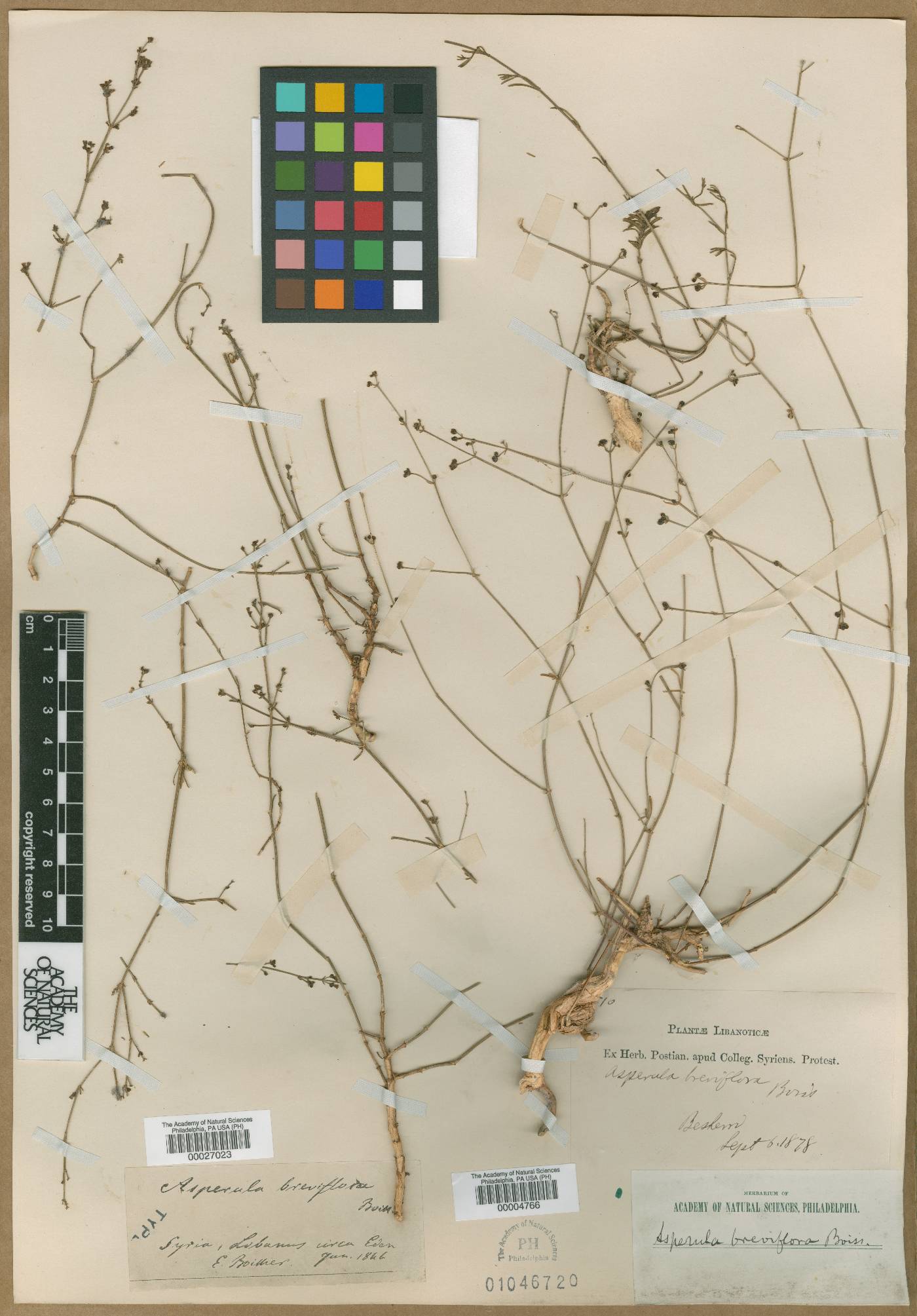 Asperula breviflora image