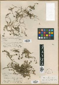 Cynanchica capitellata image