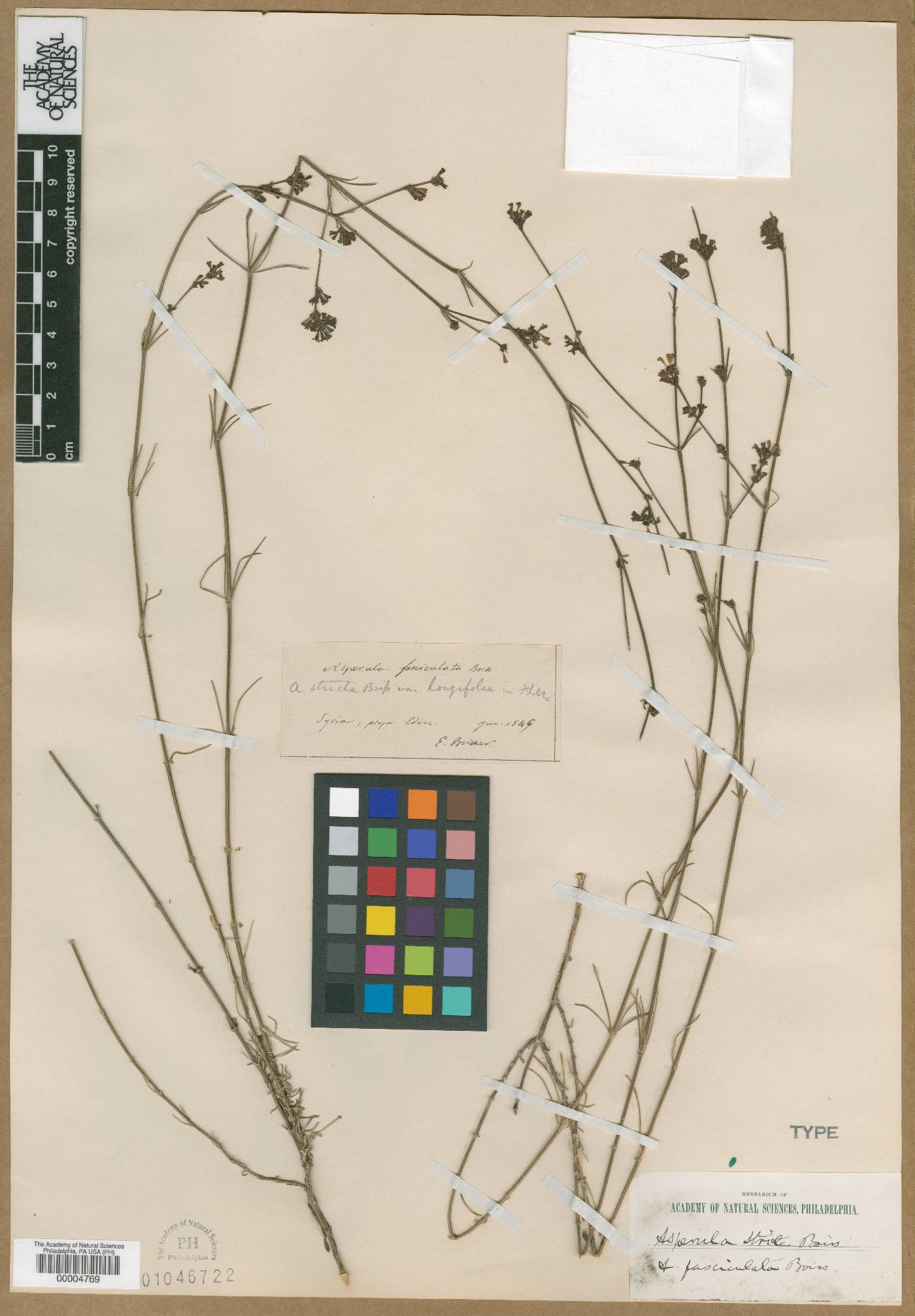 Asperula stricta subsp. stricta image