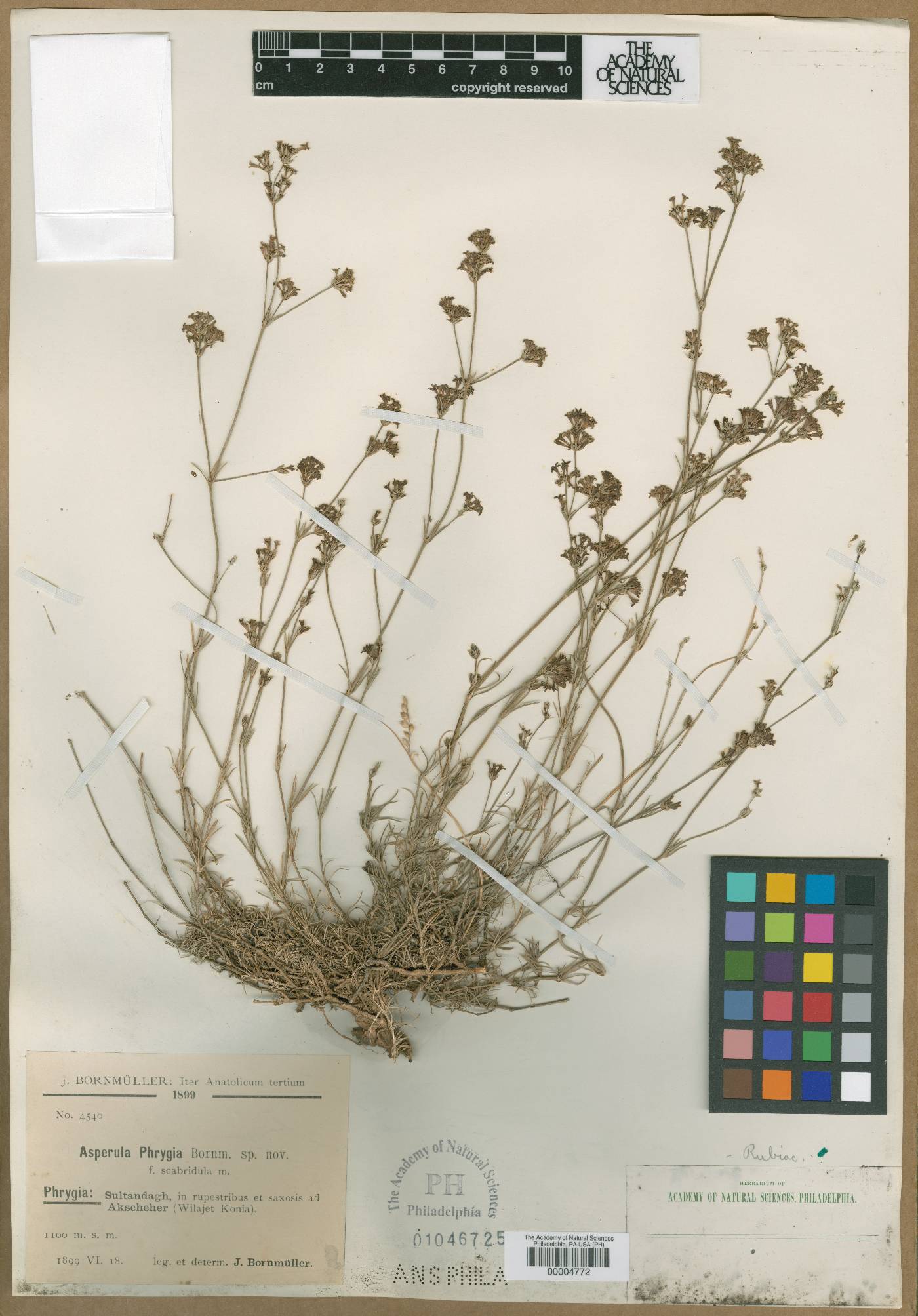 Cynanchica lilaciflora subsp. phrygia image