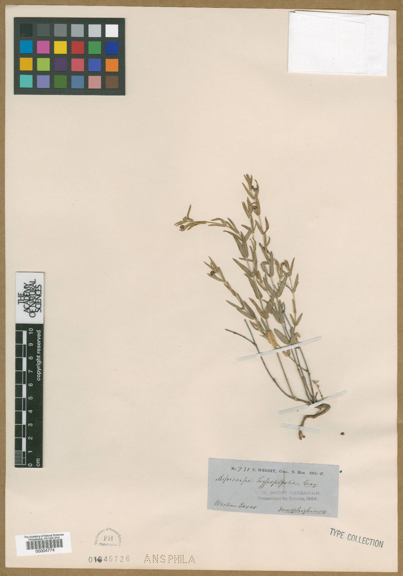 Aspicarpa hyssopifolia image