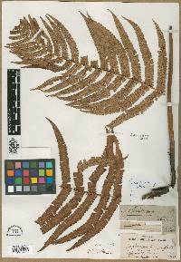 Dryopteris atrata image